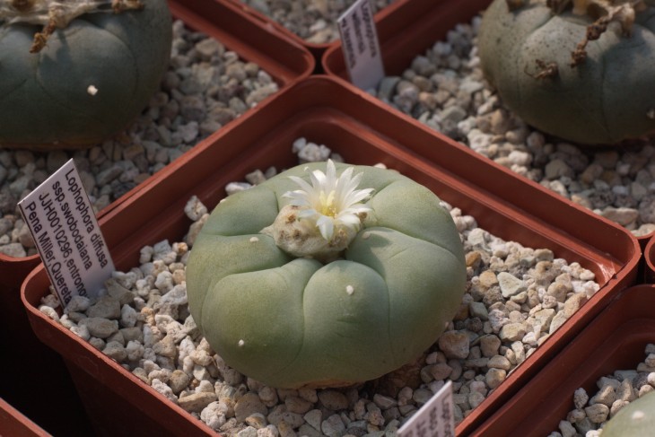 Lophophora diffusa ssp. swobodaiana JJH0010296 Entronque Pena Miller, Queretaro
