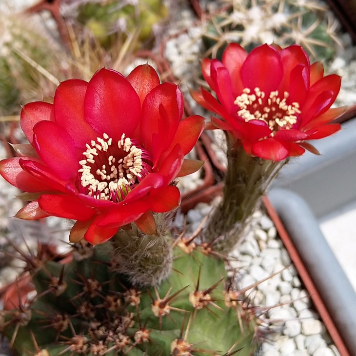 Lobivia dobeana