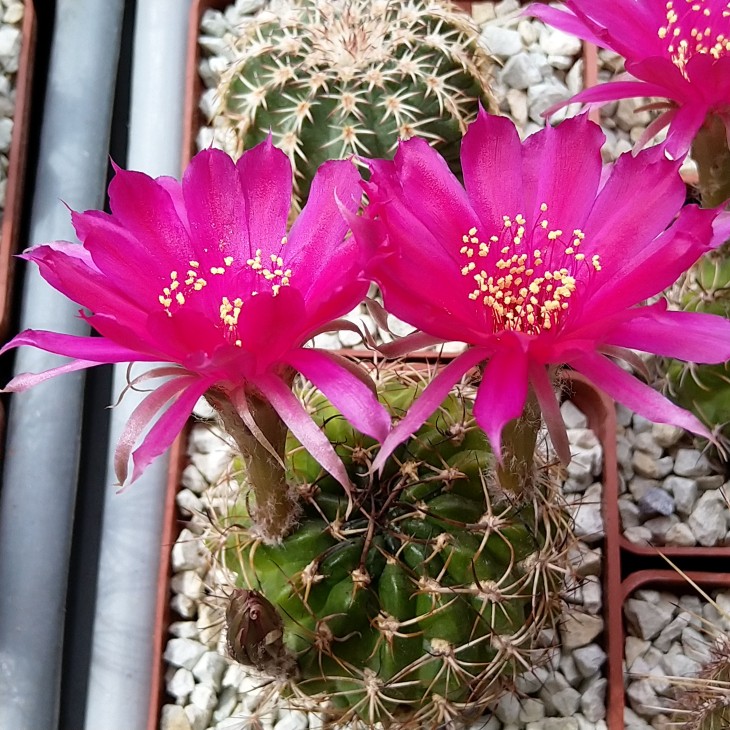 Lobivia tiegeliana v. pusilla