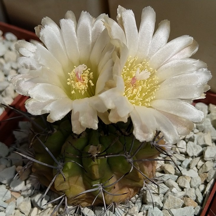 Neoporteria paucicostata