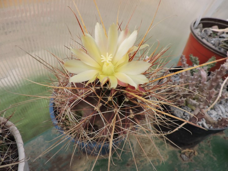 Hamatocactus lonihamatus