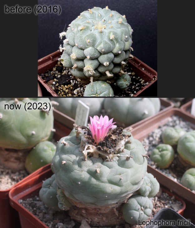 Lophophora fricii. Була трохи витягнута, тепер стала ширша і пласкіша.