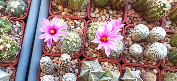M.boolii RS791.jpg