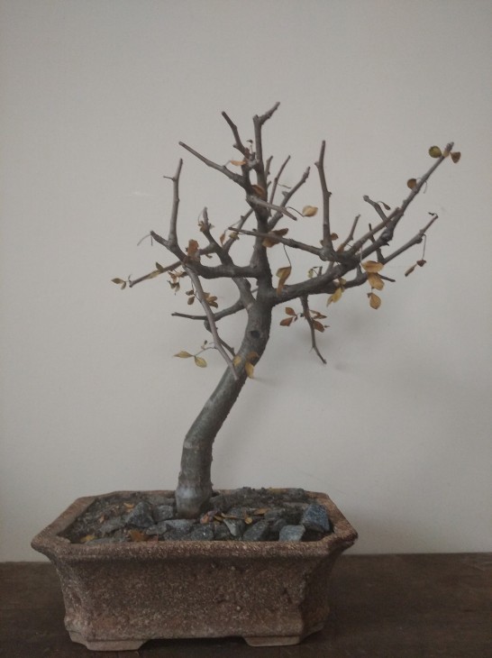 Commiphora abyssinica