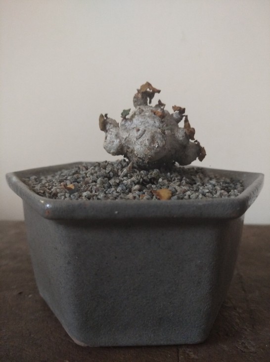 Dorstenia foetida