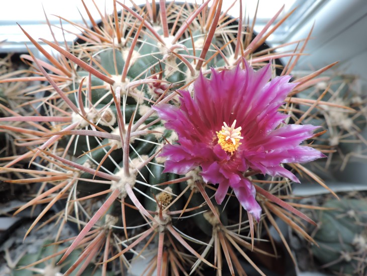 Ferocactus fordii