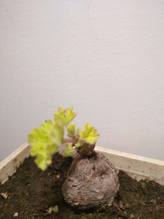 Pelargonium mollicomum з віком утворює невеликий підземний каудекс, який може рости і на поверхні грунту.