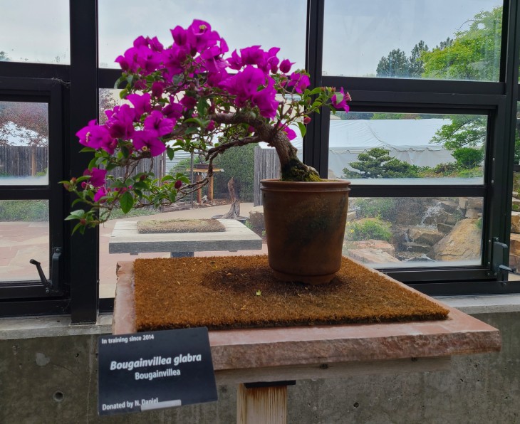 Bougainvillea.jpg