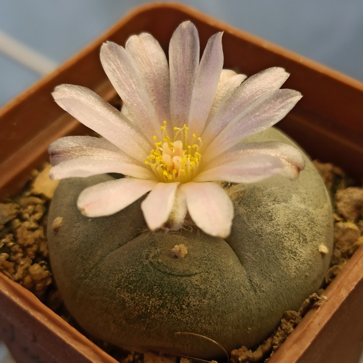 L.w texana