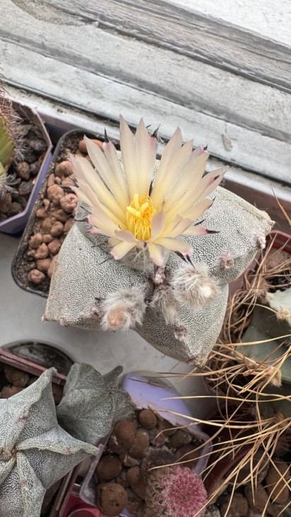 Astorphytum myriostigma quadricostatum