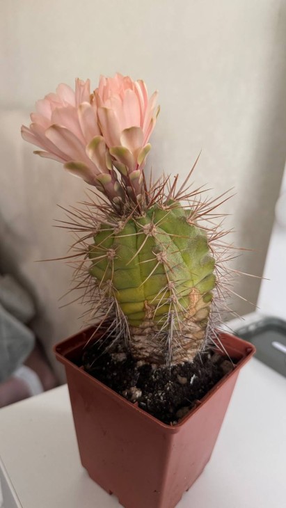 Gymnocalycium paediophilum