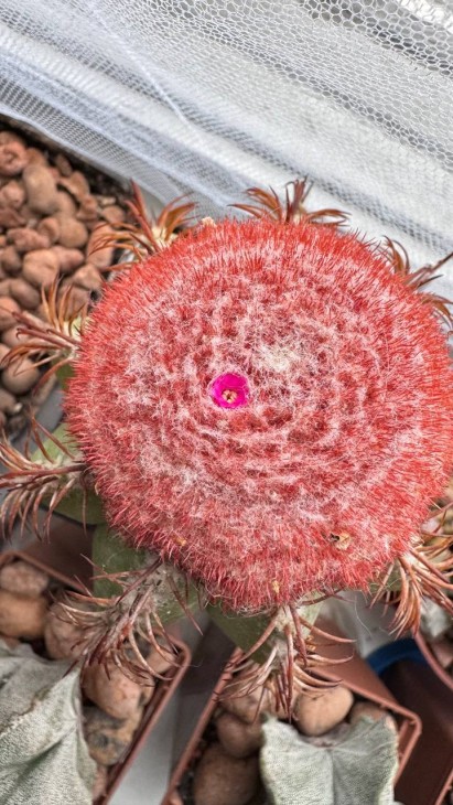 Melocactus matanzanus