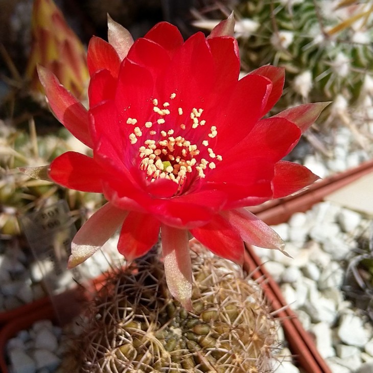 Lobivia arachnacantha var. nigra