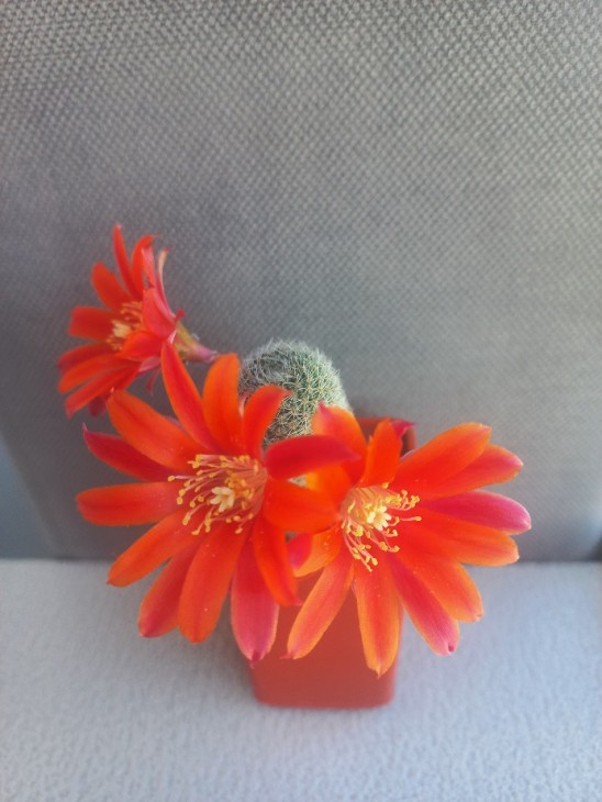 Aylostera heliosa v. condorensis