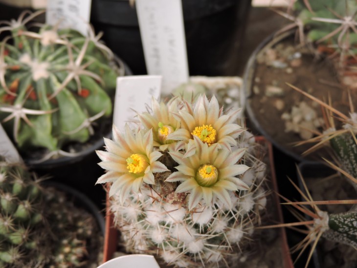 Escobaria robbinsorum
