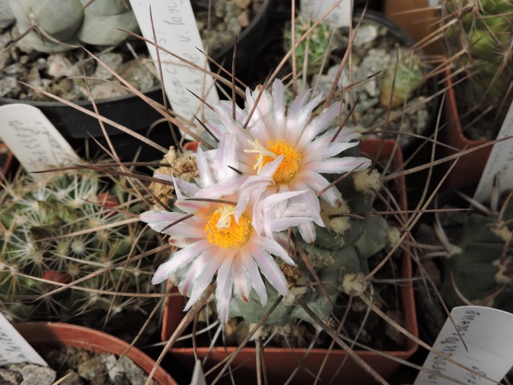 Thelocactus lophothele v. longispinus