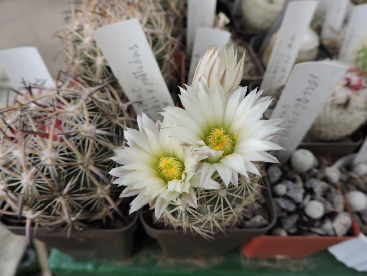 Echinomastus warnockii v. pailldus SB 417