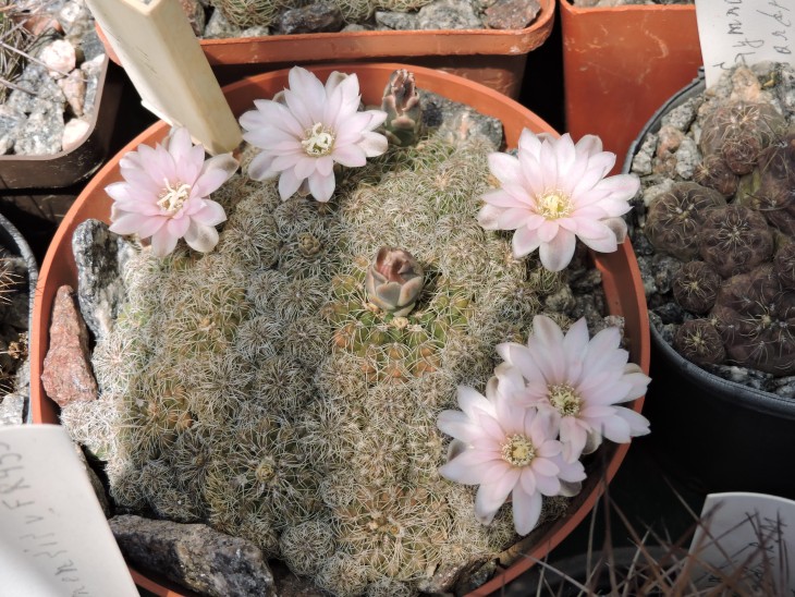 Gymnocalycium bruchii
