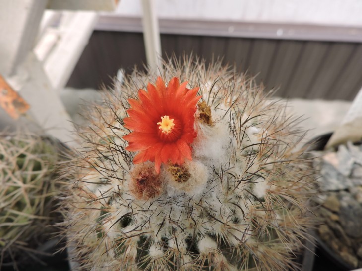 Parodia uligiana