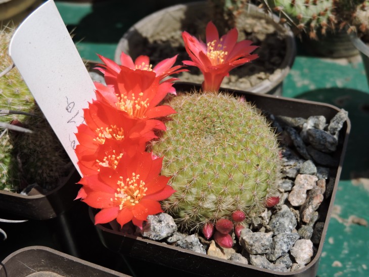 Rebutia minuscula