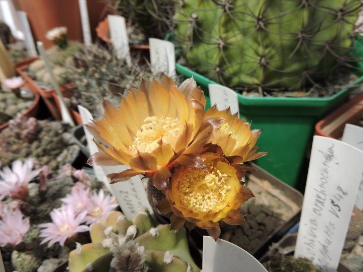 Lobivia famatimensis v. bonnieae vg 1228