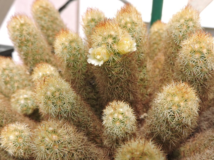 Mammillaria elongata