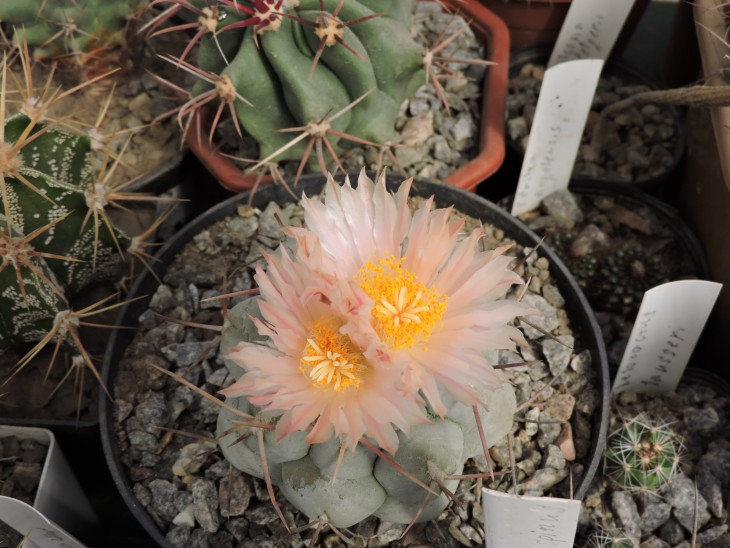 Thelocactus hexaedrophorus