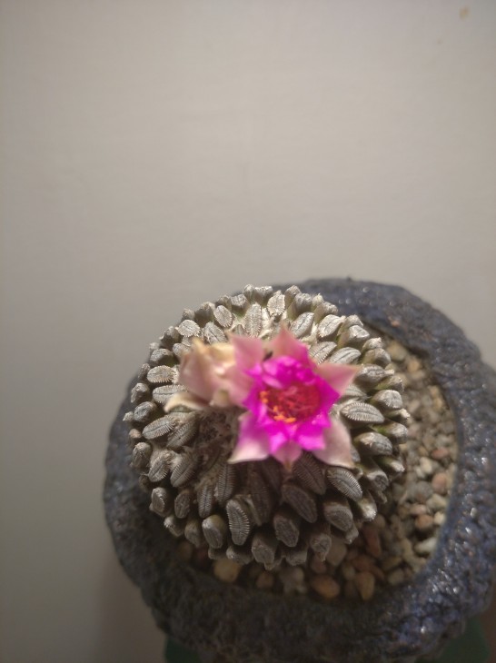 Pelecyphora aselliformis