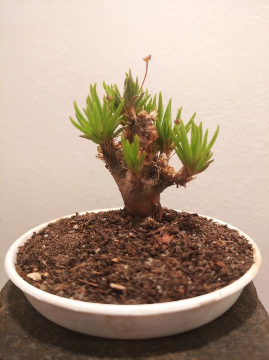 Phemeranthus ( Talinum ) teretifolium, висота рослини 35 мм.