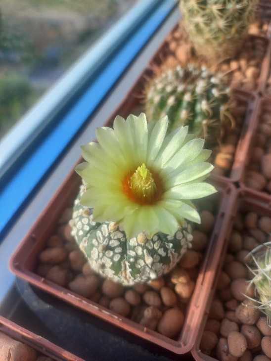 A. asterias cv Super Cabuto