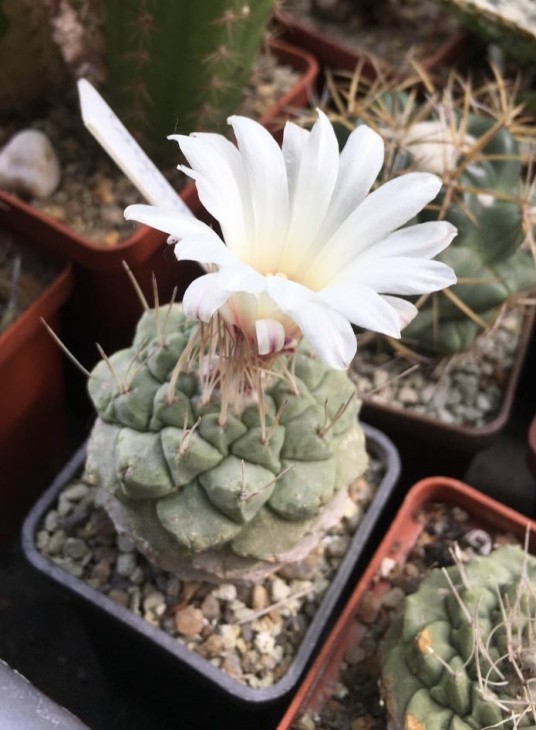 strombocactus disciformis.jpeg