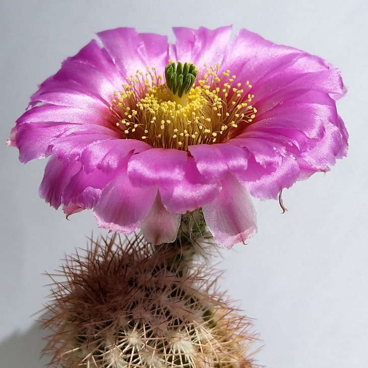 Echinocereus reichenbachii