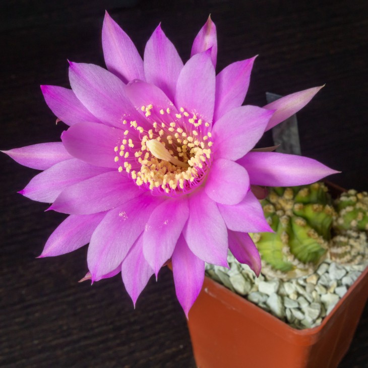 Echinopsis subdenudata