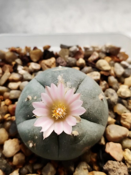 L. Williamsii