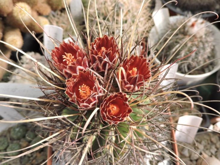 Glandulicactus uncinatus v. wrightii SB 404