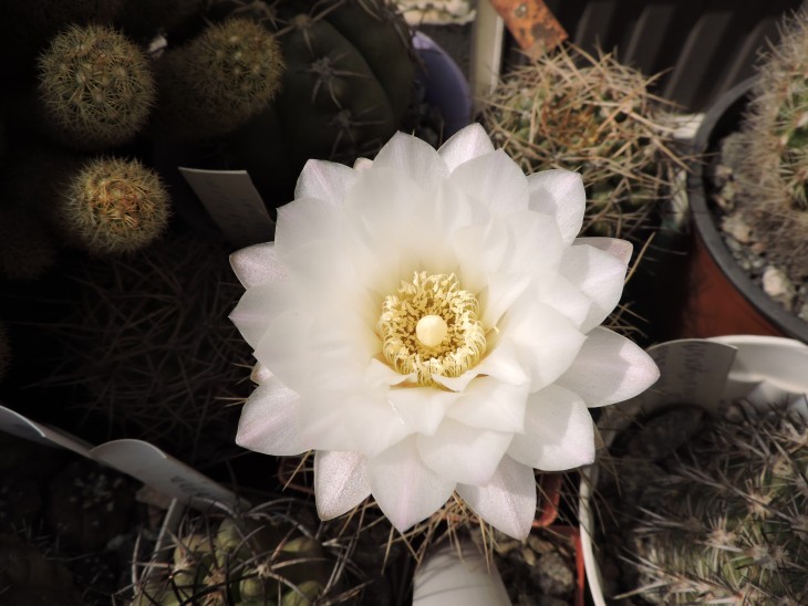 Gymnocalycium sp