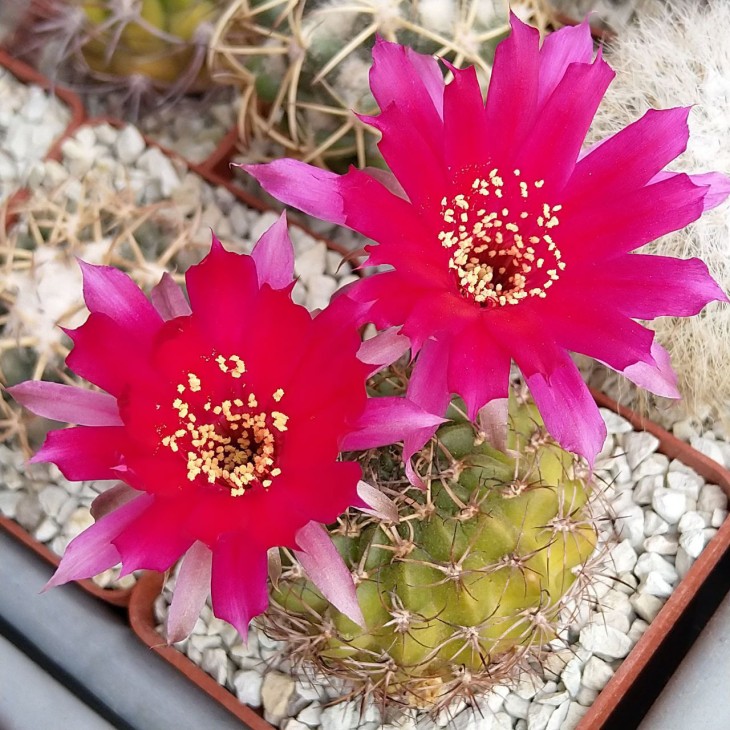 Lobivia tiegeliana v. pusilla