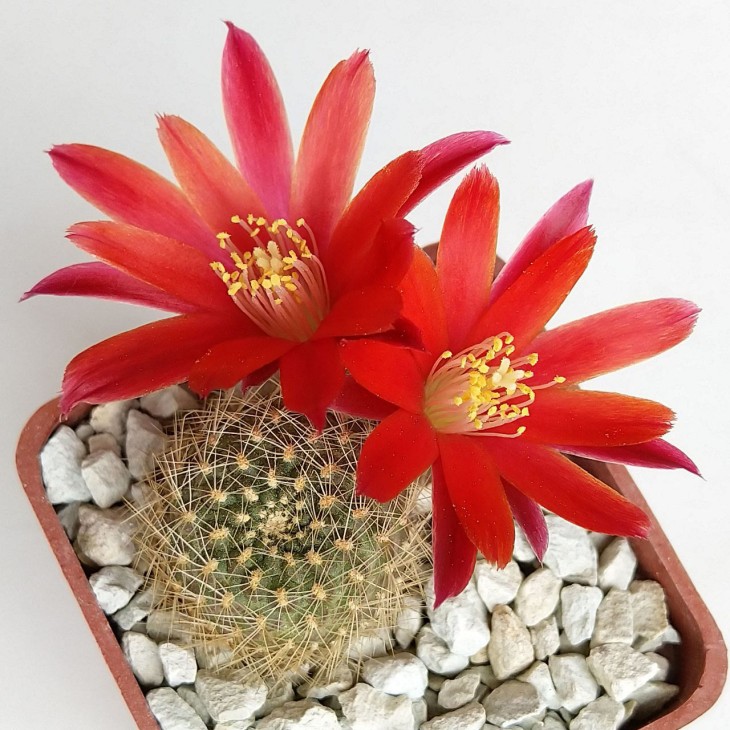 Rebutia sp.