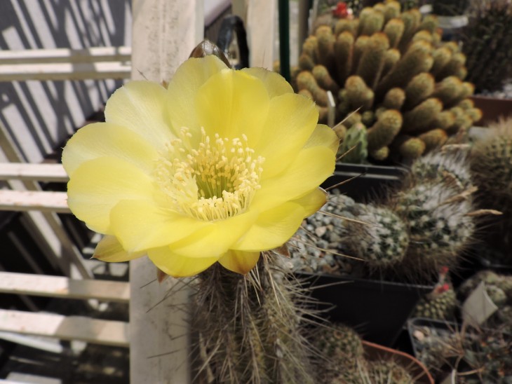 Lobivia shaferi