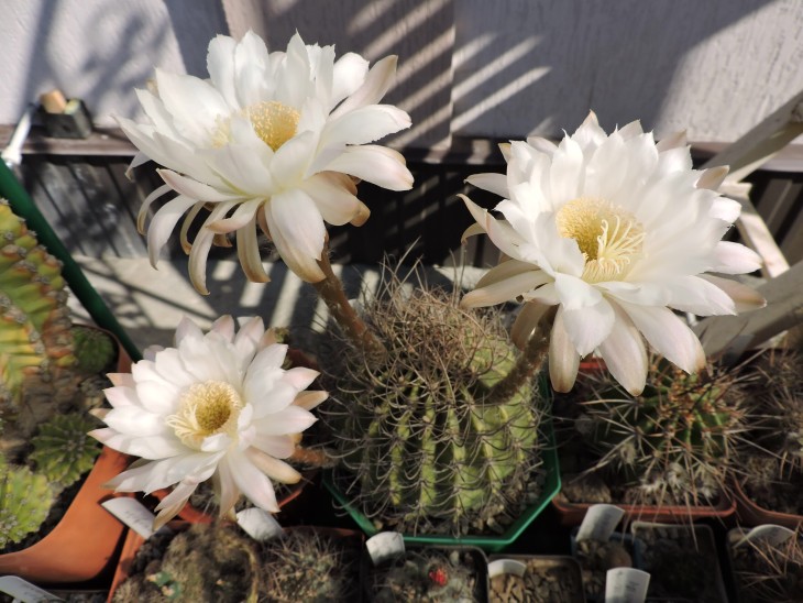Echinopsis sp(melanopotamica?) Sierra Villicum
