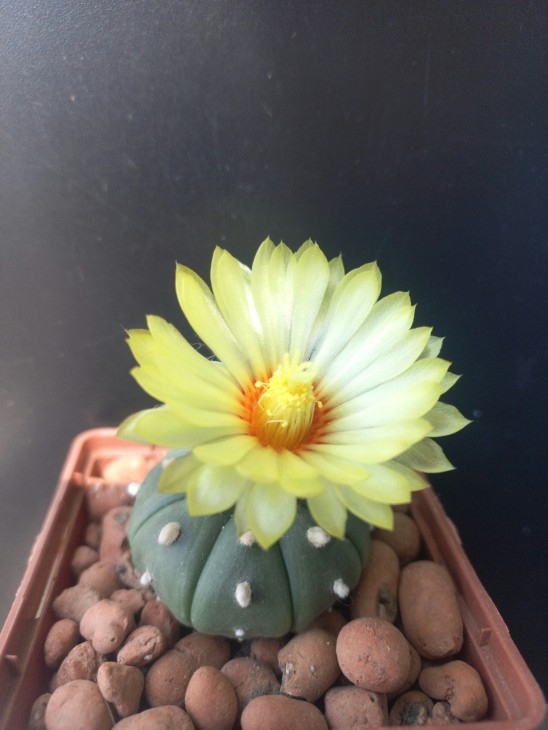 A. asterias v. nudum