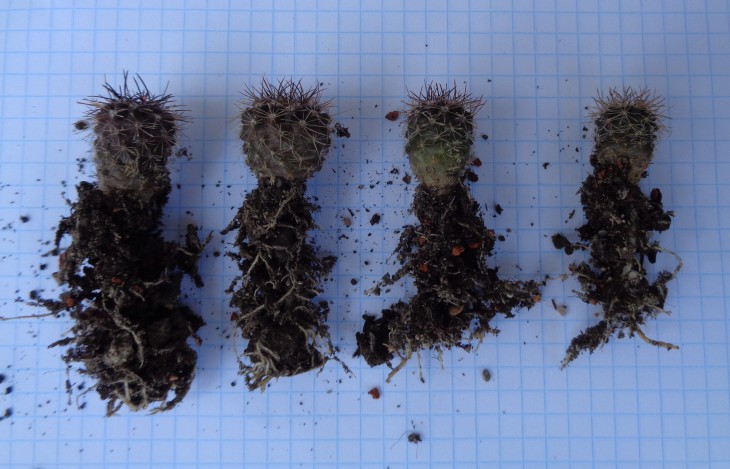 Neoporteria crispa.jpg