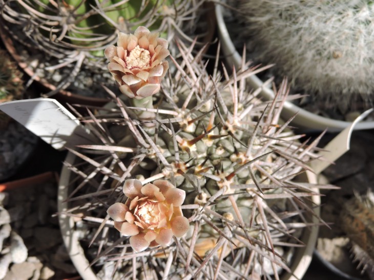 Gymnocalycium schickendantzii