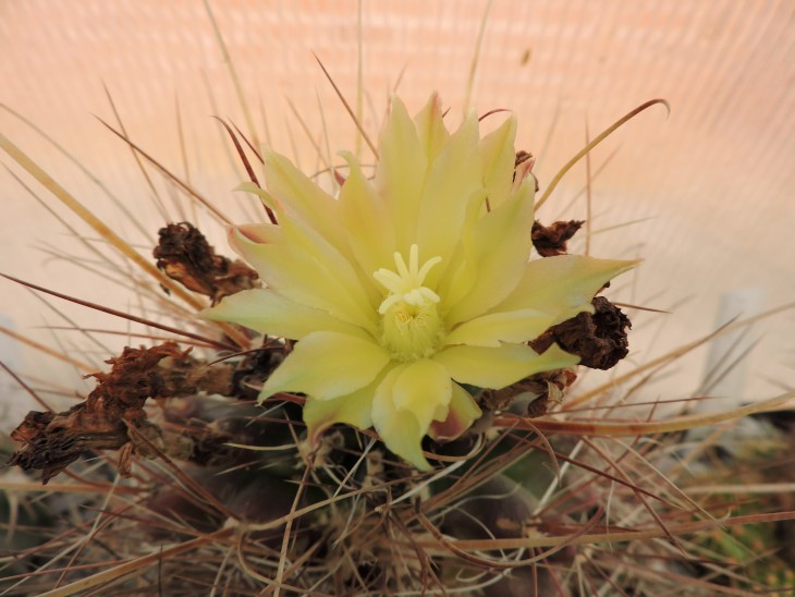 Hamatocactus longihamatus