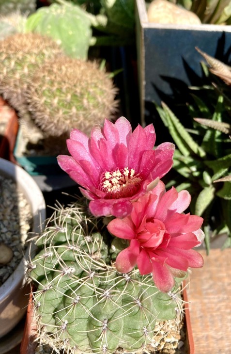 Gymnocalycium Baldianum.jpeg