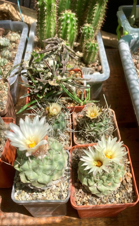 strombocactus_disciformis 2.jpg