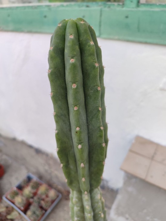 pach.jpg