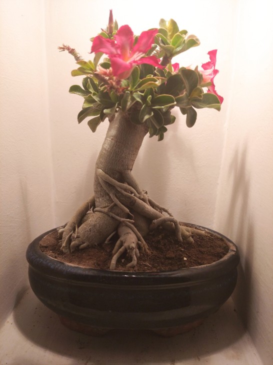 Adenium cv. mini