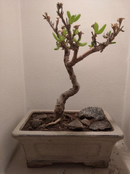 delospervf nakurensis