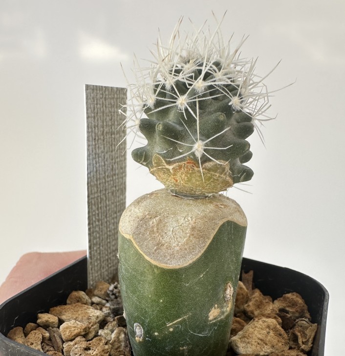 Sclerocactus.jpg